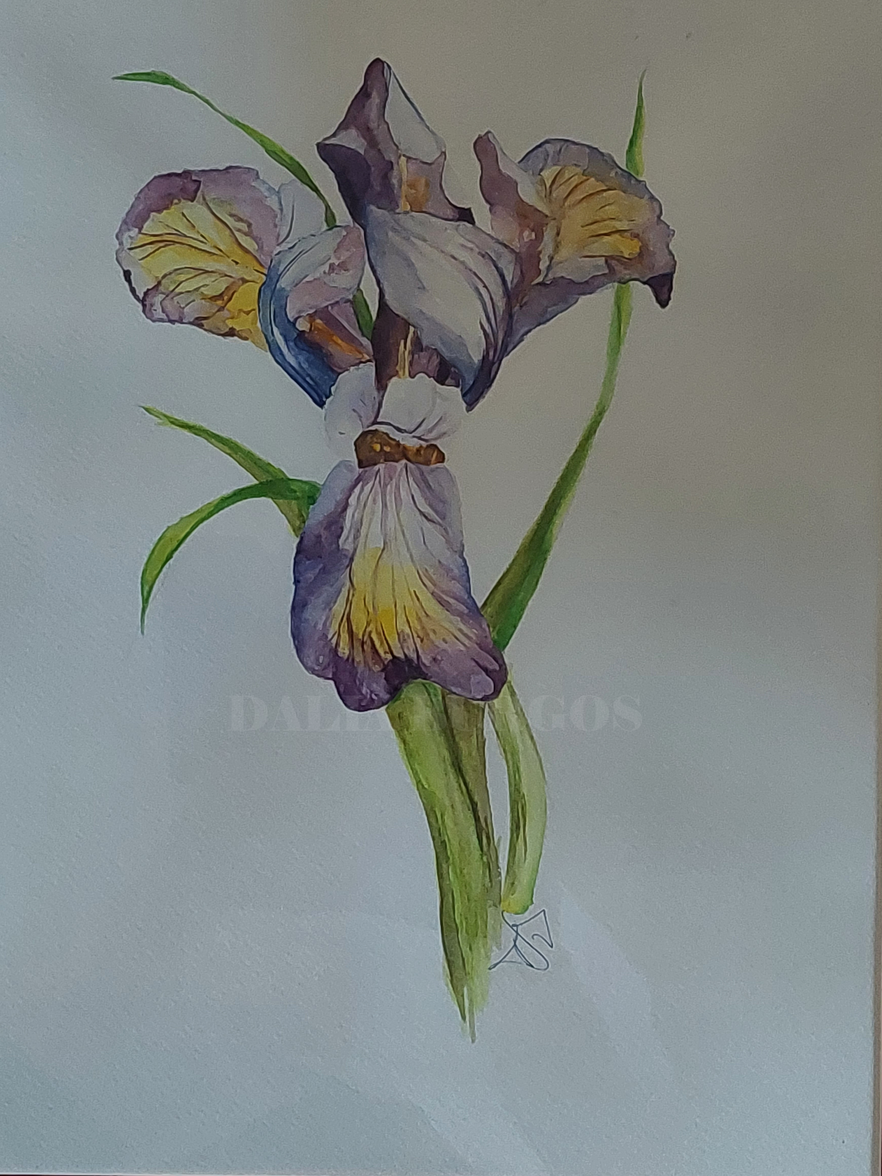 Iris acuarela